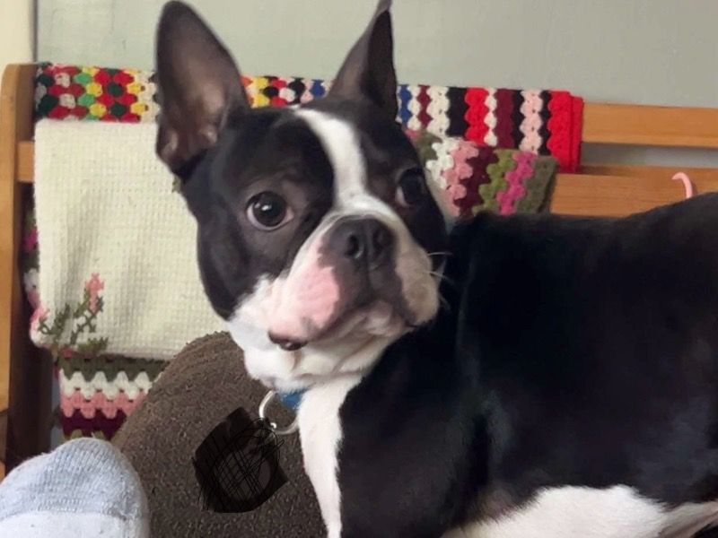 Bentley – Boston Terrier Stud Dog for Breeding in Oklahoma | Proven Stud, Vaccinated