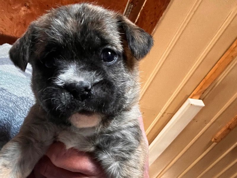 Wheat – French Bulldog x Soft Coated Wheaten Terrier Male Dog for Sale in Illinois