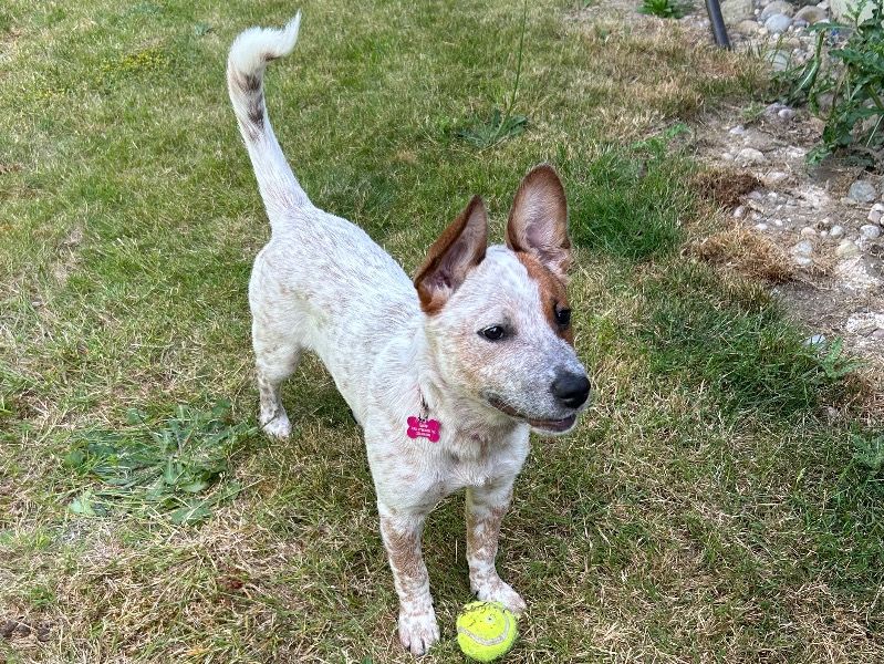 Sadie – Texas Heeler x Australian Cattle Dog Female Dog for Adoption in Washington | Vaccinated