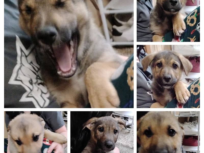 Puppies – German Shepherd x Labrador Retriever Male Dog for Sale in Minnesota