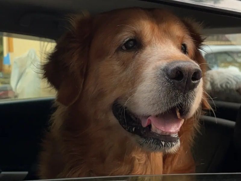 Sunny – Golden Retriever Stud Dog for Breeding in Maharashtra | Vaccinated