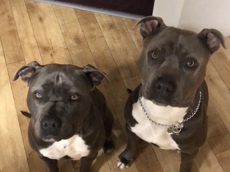Busta – American Staffordshire Terrier Male Dog for Adoption in Western Australia | Vaccinated