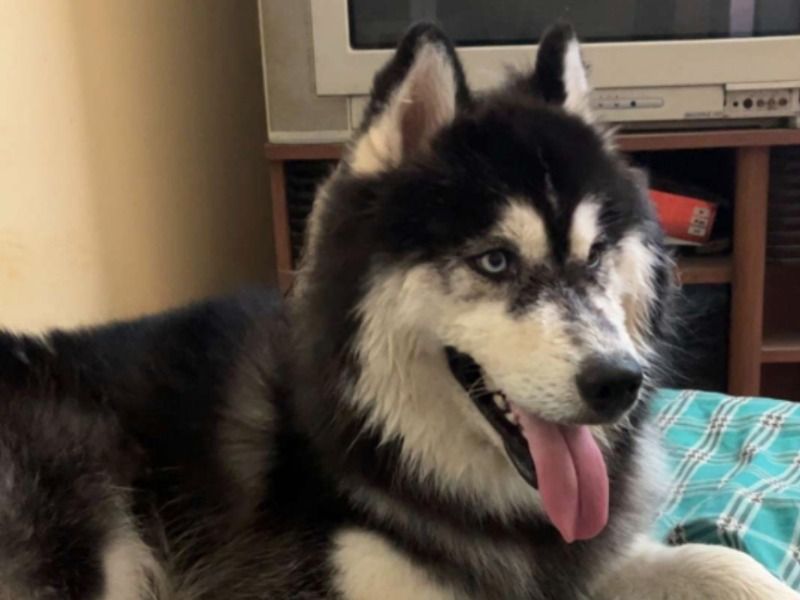 Ariyan – Alaskan Husky Stud Dog for Breeding in Tamil Nadu | Vaccinated