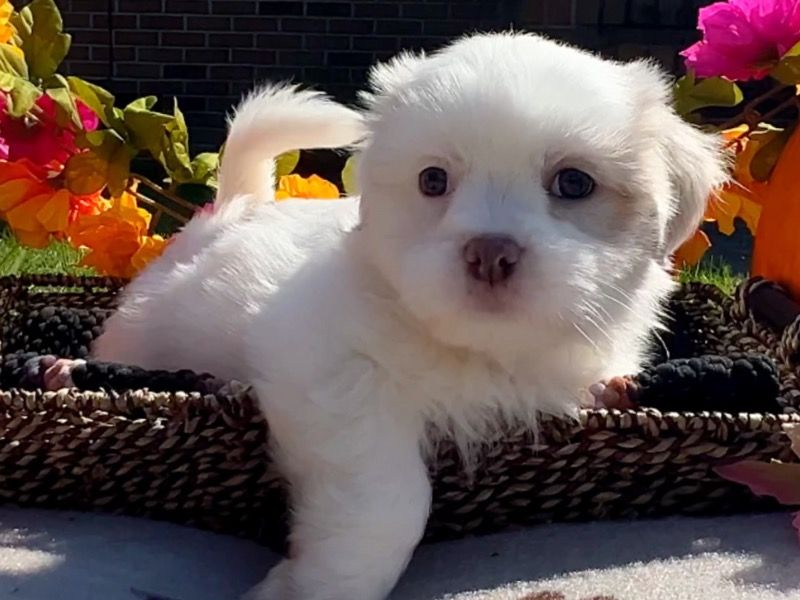 Pumpkin – Shih Tzu Male Dog for Sale in Virginia