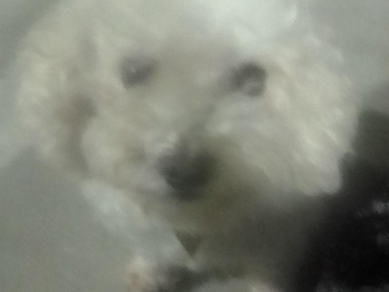 Lady – Maltese Female Dog for Breeding in California | Vaccinated