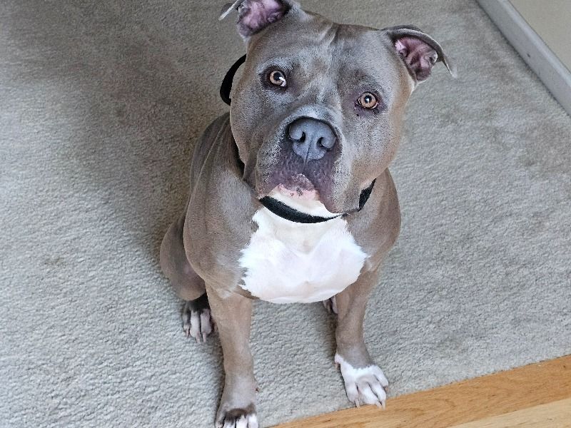 Blue – American PitBull Terrier Stud Dog for Breeding in Georgia | Vaccinated