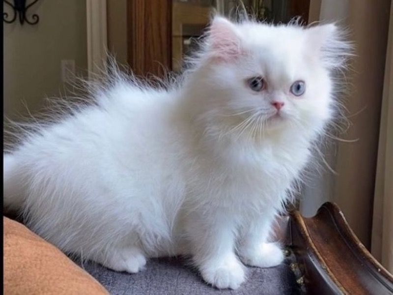 Snow – Persian Female Cat for Sale in Texas | Vaccinated