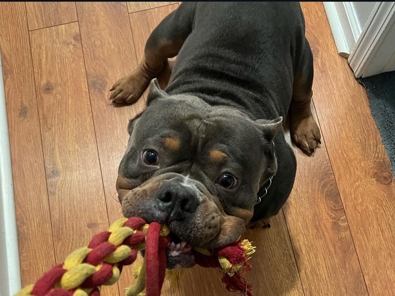 King – American Pocket Bully Male Dog for Sale in Georgia