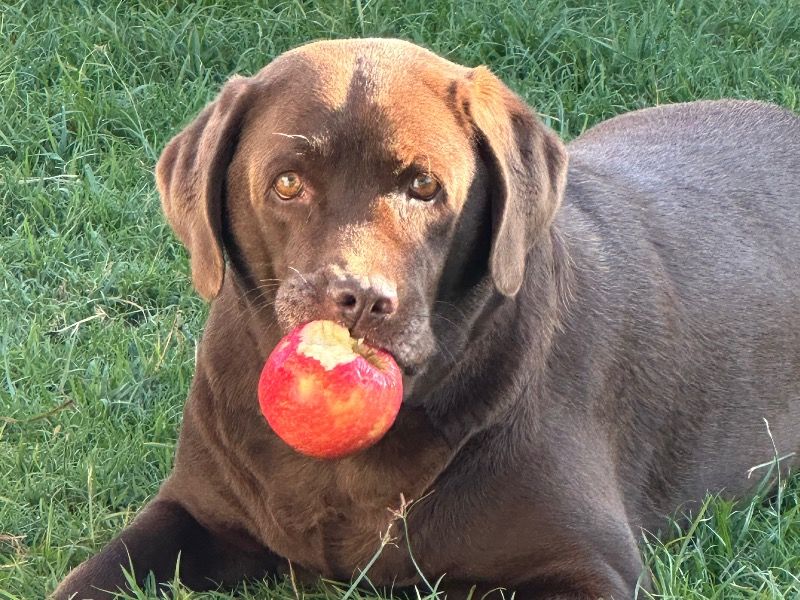 Pearl – Labrador Retriever Female Dog for Breeding in Queensland | Vaccinated