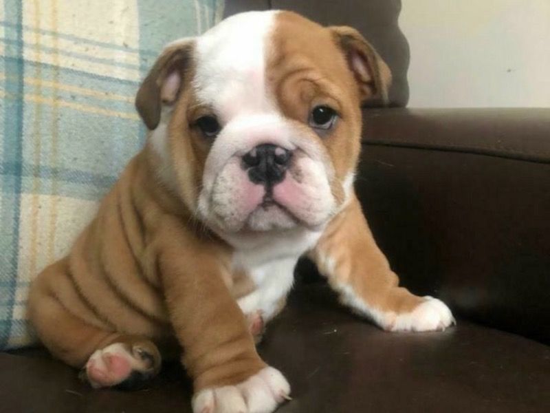 Liam – White English Bulldog Female Dog for Sale in Ohio | Vaccinated