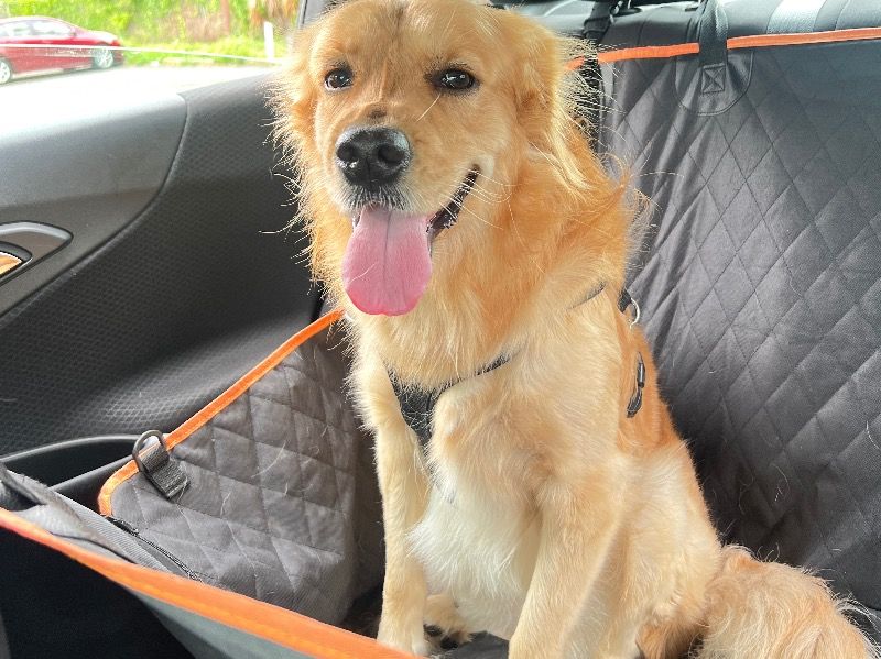 Bow – Golden Retriever Stud Dog for Breeding in Florida | Proven Stud, Vaccinated