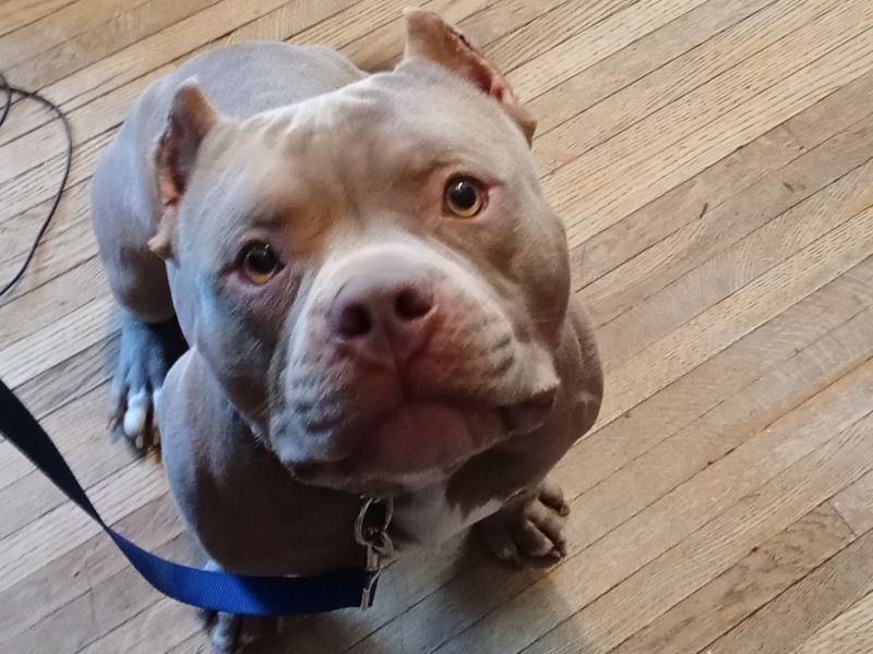 Hank – American Pocket Bully Stud Dog for Breeding in Pennsylvania