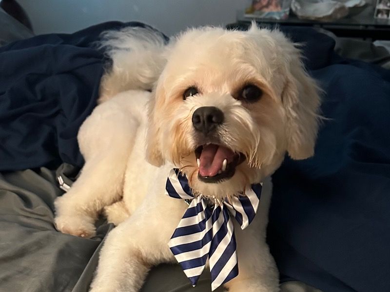 Jupiter – Bichon Frise x Cavalier King Charles Spaniel Stud Dog for Breeding in Florida | Vaccinated