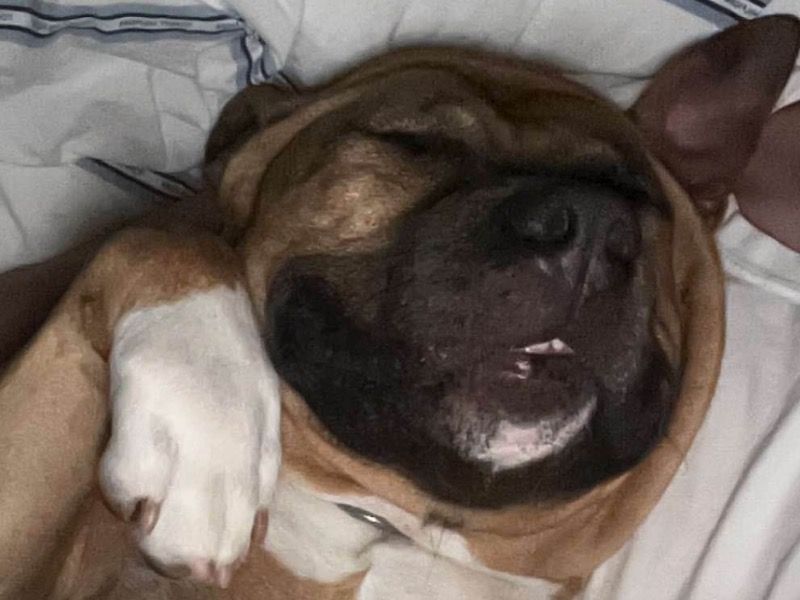 Hulk – American Staffordshire Terrier Stud Dog for Breeding in Florida | Vaccinated