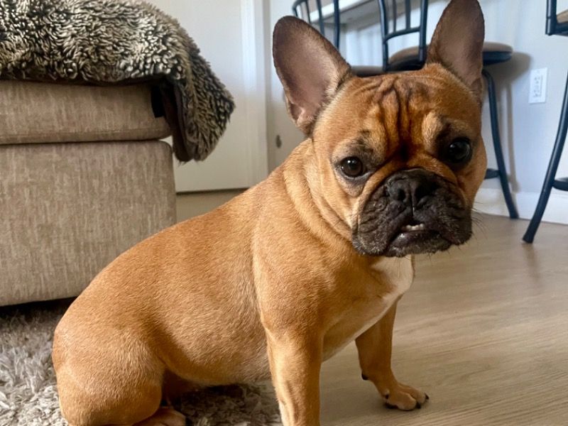 Zella – French Bulldog Female Dog for Adoption in California | Vaccinated