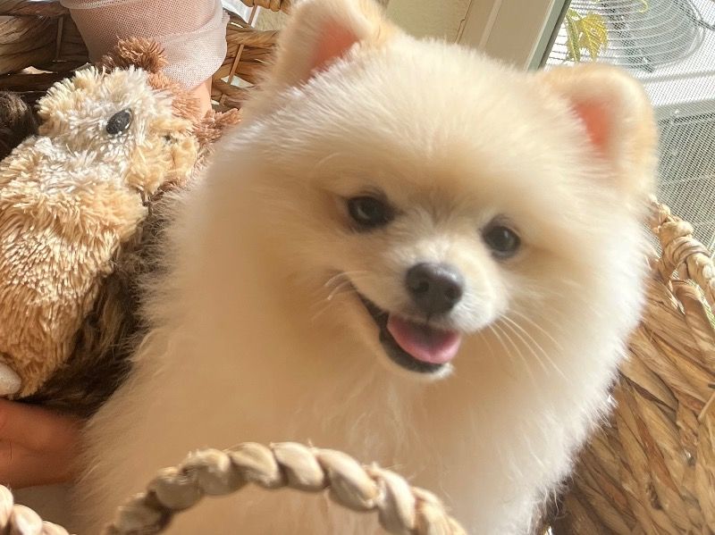Brooklyn – Pomeranian Stud Dog for Breeding in California | Vaccinated