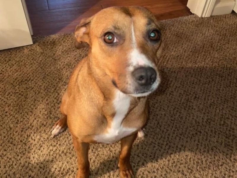 Ivy – American PitBull Terrier x American PitBull Terrier Female Dog for Adoption in Kentucky | Vaccinated