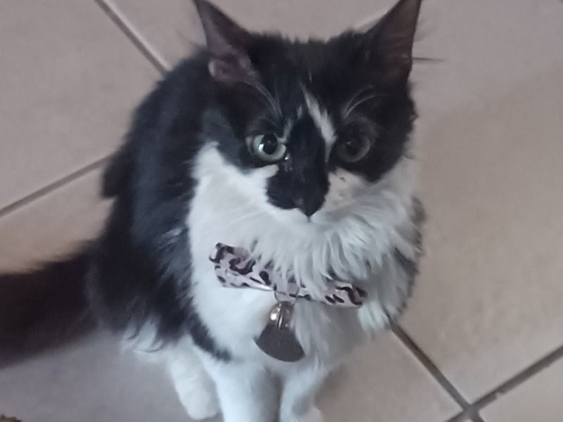 Oreo – Calico Female Cat for Breeding in Virginia