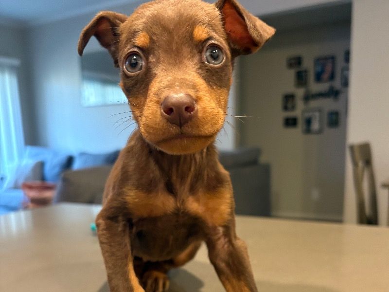 Girl – Doberman Female Dog for Sale in California | Vaccinated