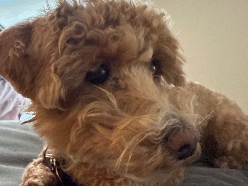 Fluffy – Miniature Poodle Female Dog for Breeding in Pennsylvania | Vaccinated
