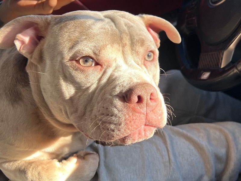 Draco – American Pocket Bully Stud Dog for Breeding in New York | Vaccinated