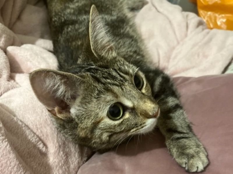 Chanel – Tabby Female Cat for Breeding in England | Vaccinated