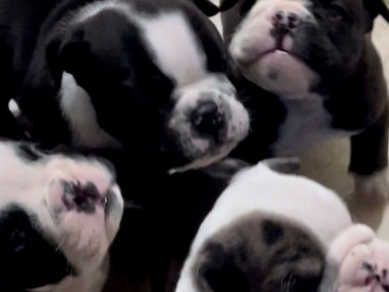 Puppy – Old English Bulldog Male Dog for Sale in Florida | Vaccinated