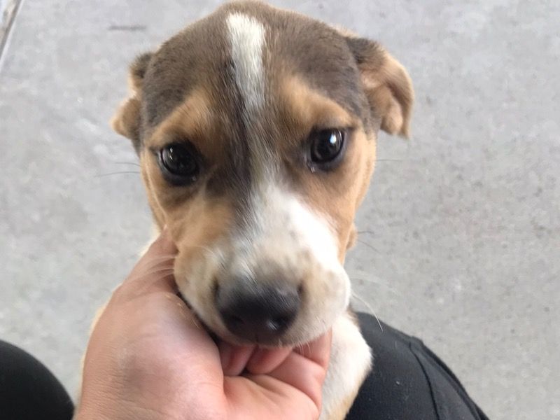 Beagle – Beagle Male Dog for Adoption in Texas