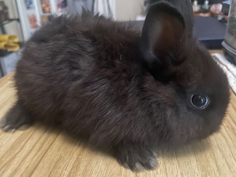 Bee – Netherland Dwarf Female Rabbit for Sale in Texas