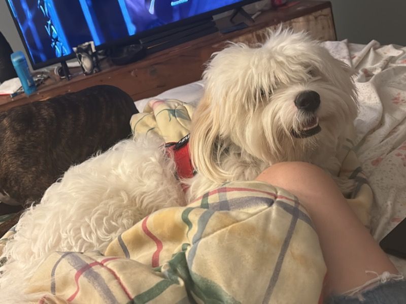 Spot – Coton de Tulear Stud Dog for Breeding in Florida | Vaccinated
