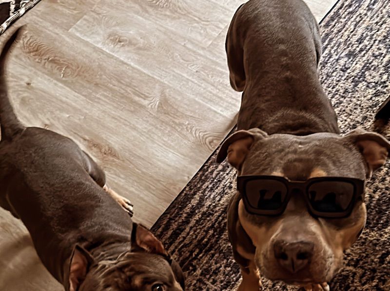 Kmoney – American Bully Stud Dog for Breeding in Georgia | Vaccinated