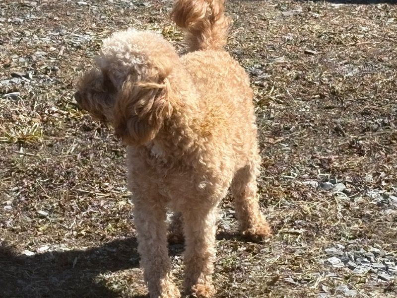 Flora – Cavapoo (Cavadoodle) Female Dog for Breeding in Virginia | Vaccinated
