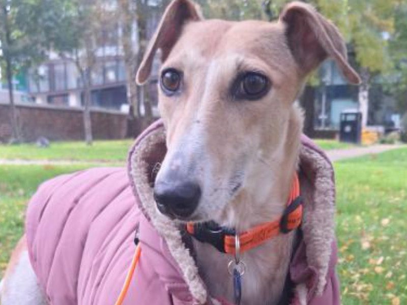 Alma – Lurcher x Whippet Female Dog for Breeding in England | Vaccinated