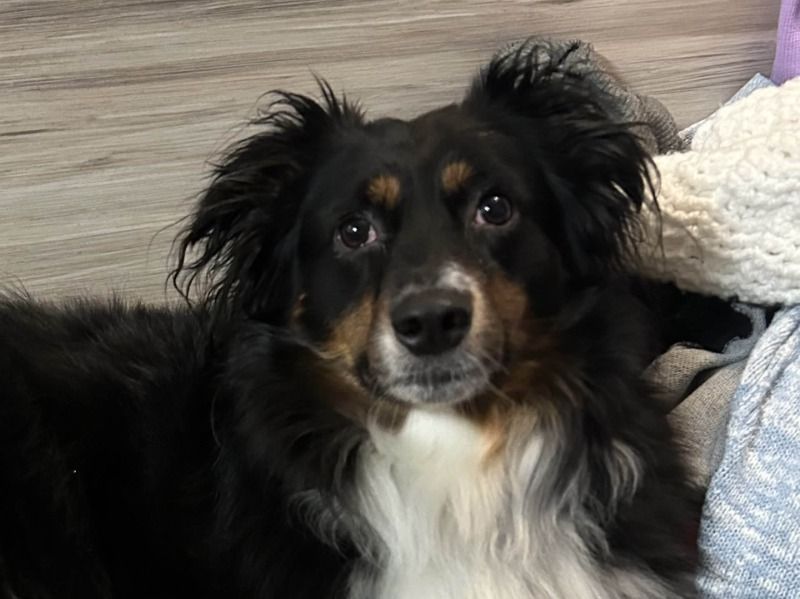 Willow – Australian Shepherd Female Dog for Adoption in Texas | Vaccinated