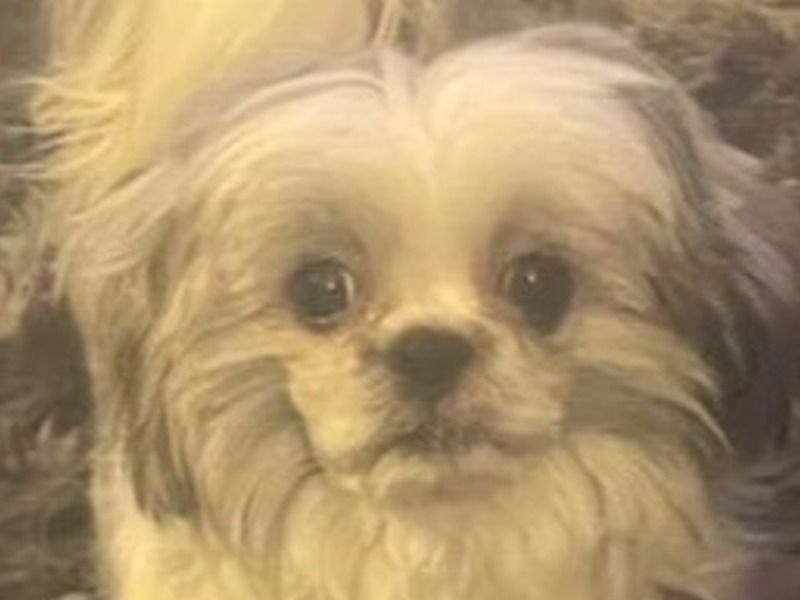 Nina – Shih Tzu Female Dog for Breeding in New York | Vaccinated