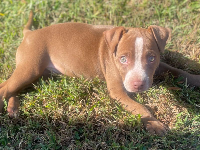Ryder – American Bully Male Dog for Socialization in Arkansas | Vaccinated