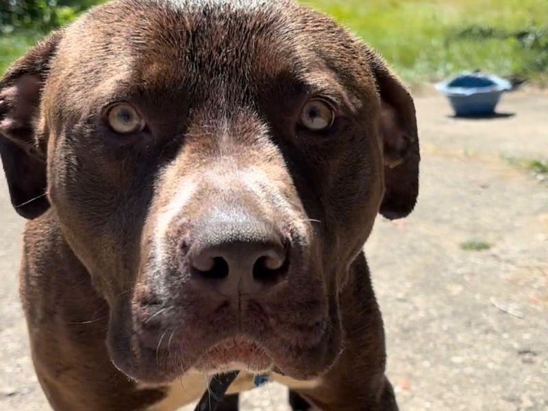 Brownie – American PitBull Terrier x Boxer Male Dog for Adoption in Wisconsin | Vaccinated