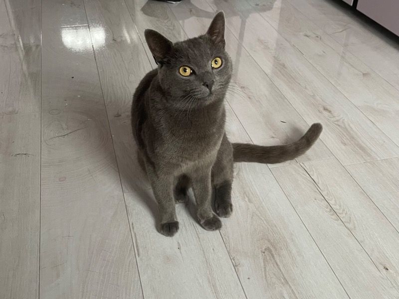 Cathrine – British Shorthair Female Cat for Sale in England | Vaccinated