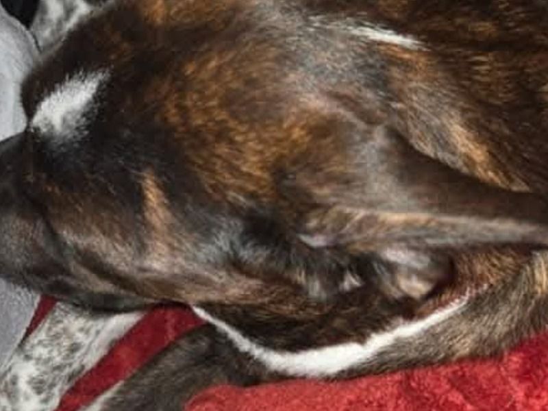Brynn – Black German Shepherd x Aussalier Female Dog for Breeding in New York | Vaccinated