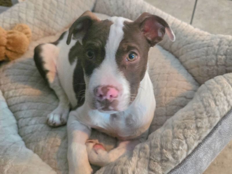 Cow – American PitBull Terrier Male Dog for Adoption in Arizona | Vaccinated