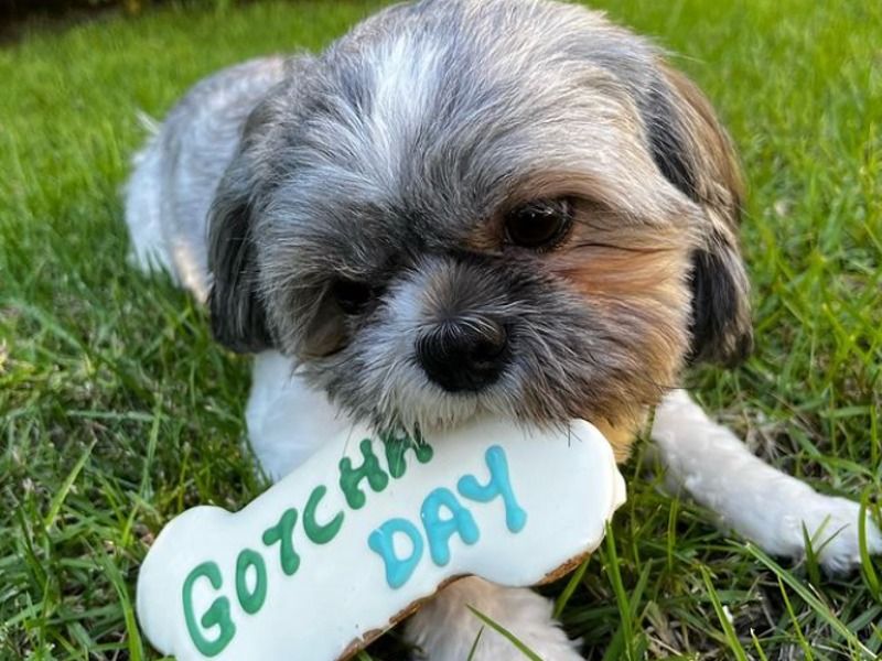 Buddy – Shih Tzu Stud Dog for Breeding in California | Vaccinated