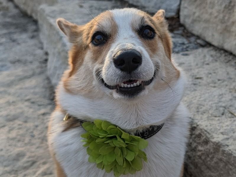 Mara – Corgi Female Dog for Breeding in Kansas | Vaccinated