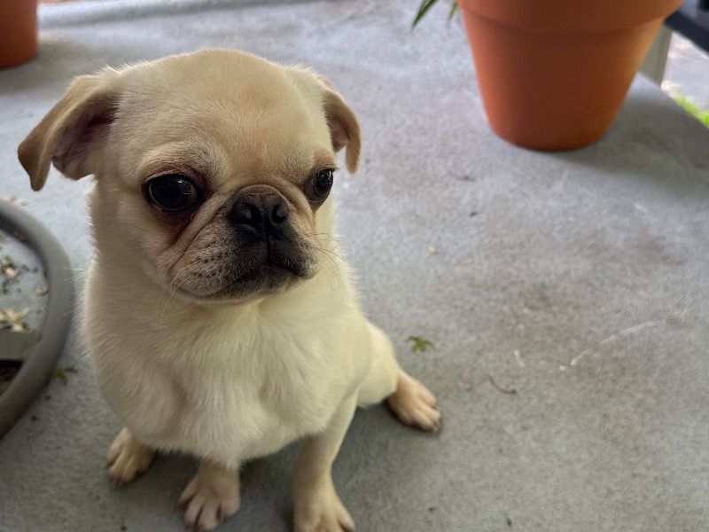 Wrangler – Pug Stud Dog for Breeding in Oregon | Proven Stud, Vaccinated
