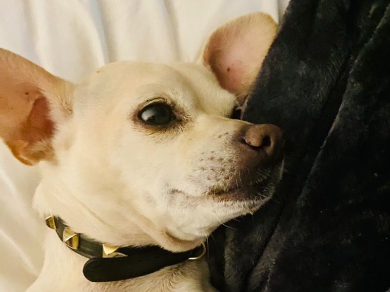 Jovi – Chihuahua Male Dog for Adoption in North Carolina | Vaccinated