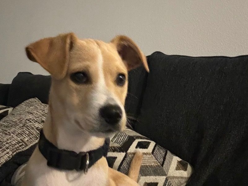 Chester – Labrador Retriever x Labrador Retriever Male Dog for Adoption in Texas | Vaccinated