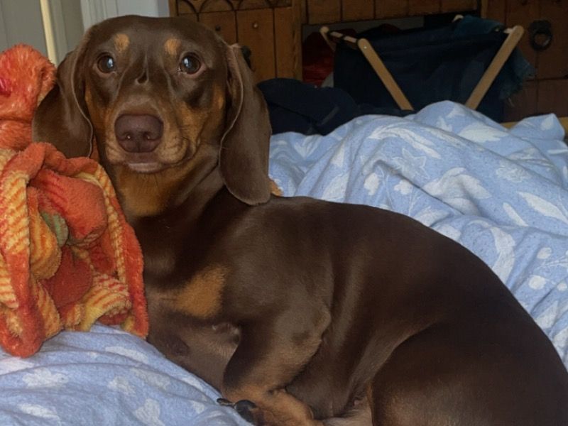 Woody – Miniature Dachshund Male Dog for Sale in England | Vaccinated, Pedigree