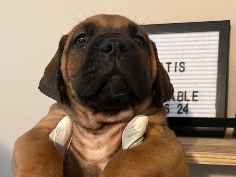Otis – Boerboel Male Dog for Sale in North Carolina | Vaccinated
