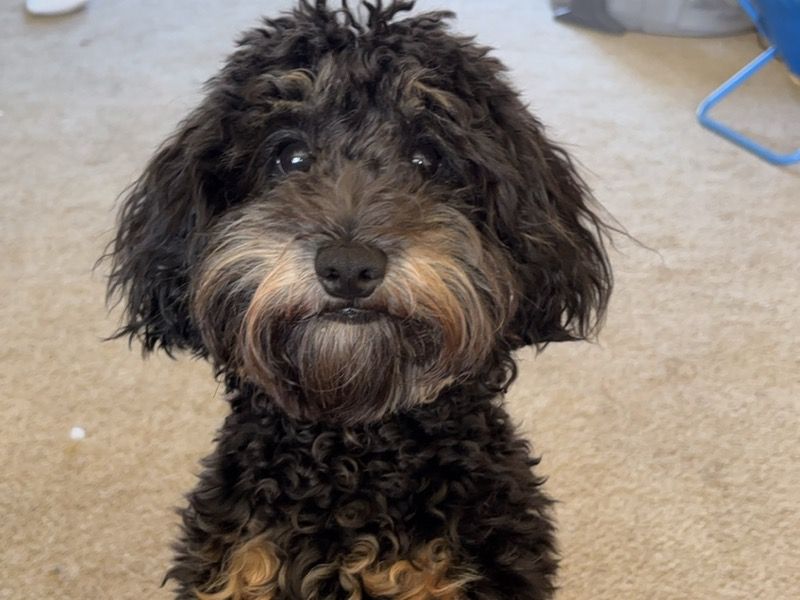 Draco – Miniature Poodle Male Dog for Sale in Indiana | Vaccinated