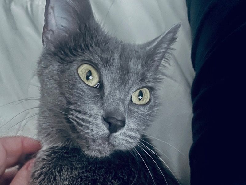 Paloma – Russian Blue Female Cat for Breeding in Oregon | Vaccinated
