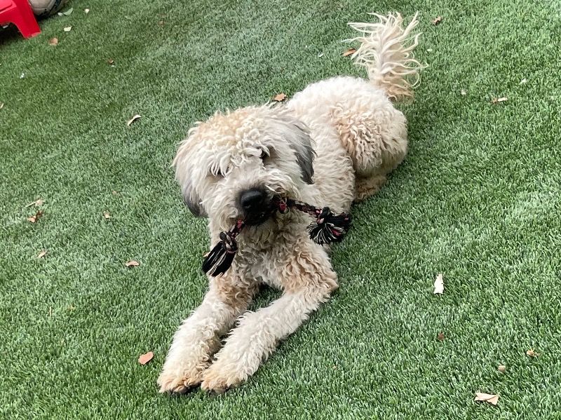 Chewy – Soft Coated Wheaten Terrier Male Dog for Sale in Nevada | Vaccinated